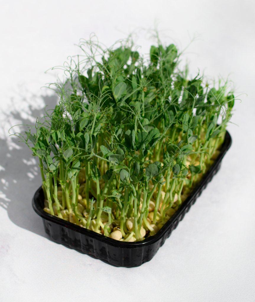 Μικροφύλλα: μια ισχυρή δόση θρεπτικών συστατικών